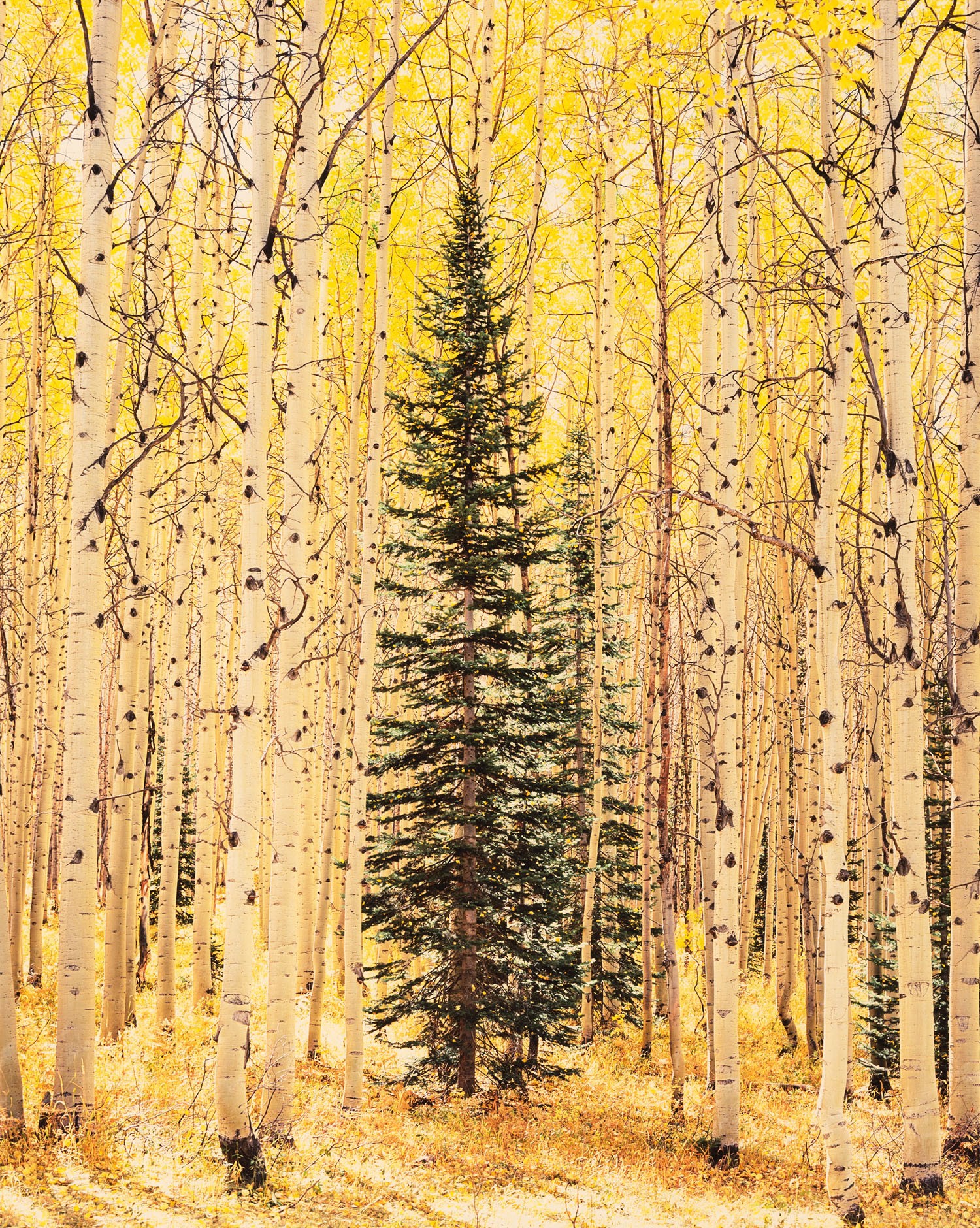 Ель затерялась в ярком осиновом лесу, Колорадо. Автор Кристофер Бёркетт