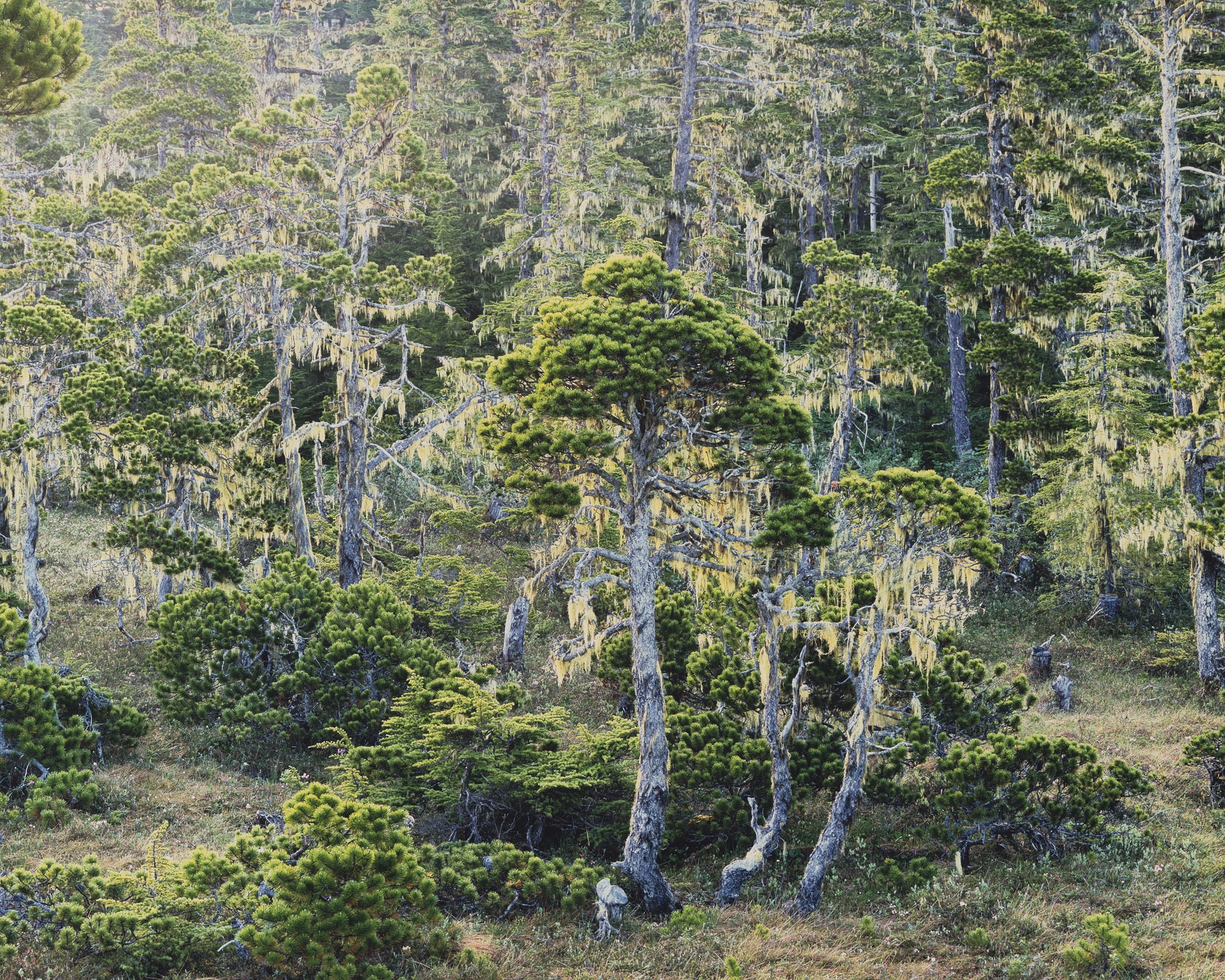 Лес Ривенделл, Аляска. Автор Кристофер Бёркетт