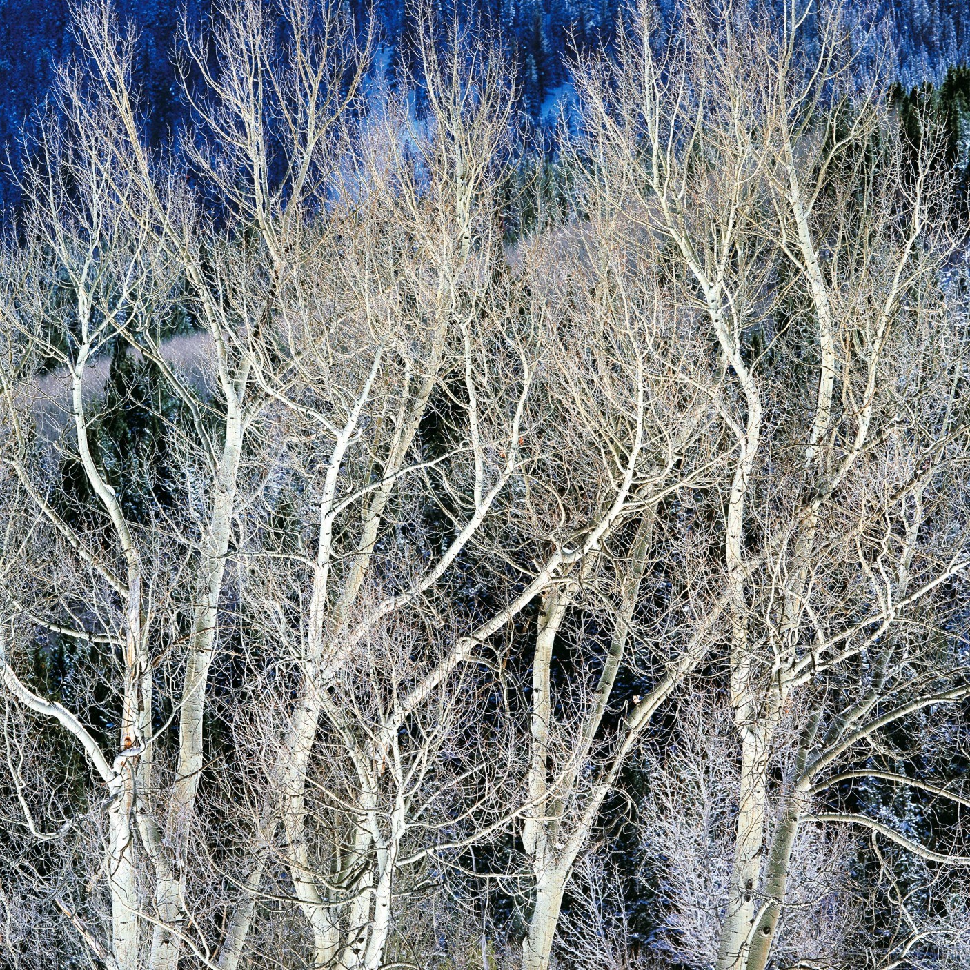 Закружившиеся зимние осины, Колорадо. Автор Кристофер Бёркетт