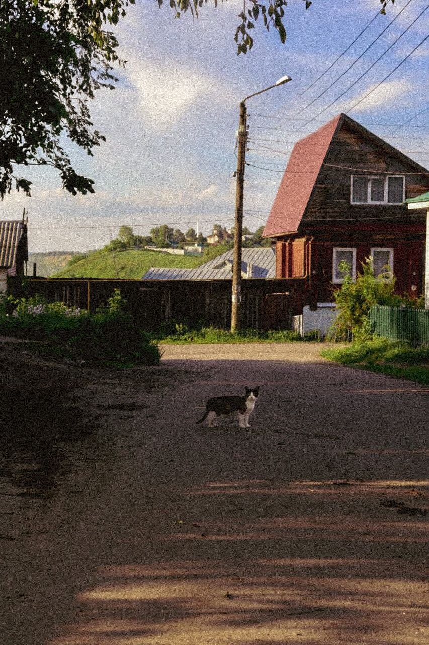 Кошки нашего двора