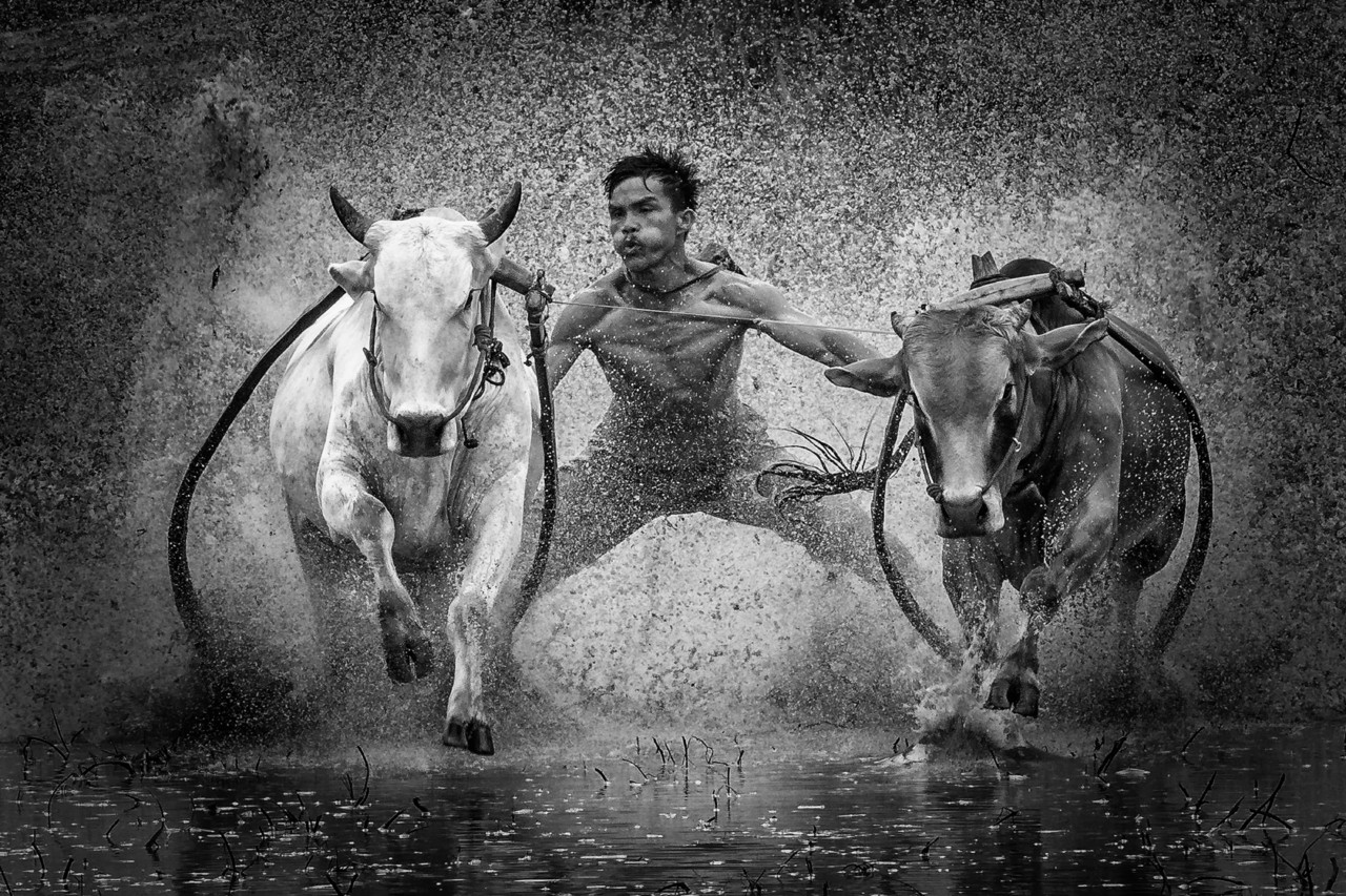 2 место в номинации Фотографа года среди любителей, 2020. Гонки на быках. Автор Джонатан Чуа