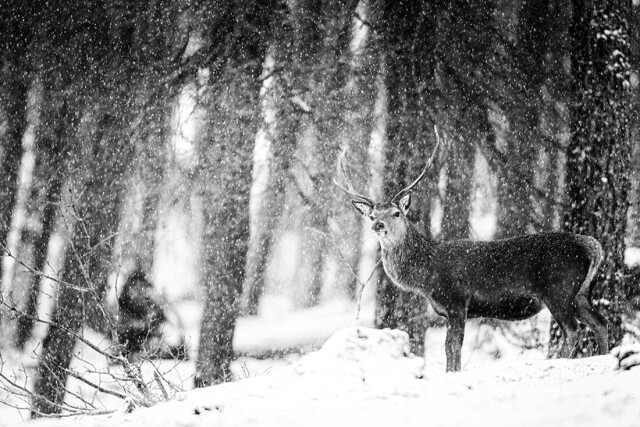 Финалист в категории «Дикие животные» среди любителей, 2021. Снежный олень в шотландском лесу. Автор Дон Хупер