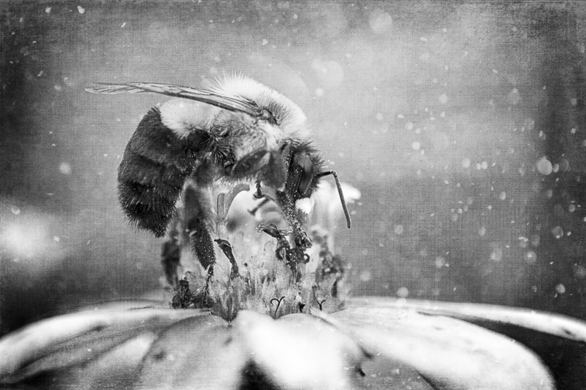 2 место Фотограф года среди профессионалов 2019. Пчелиный обед. Автор Сэнди Адамс
