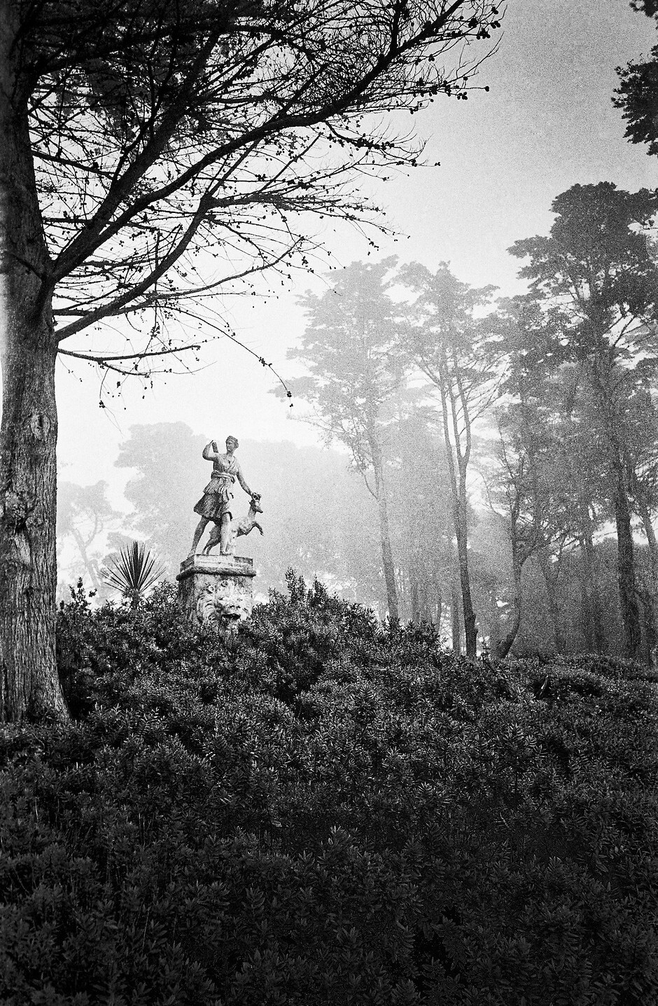 Сан-Франциско, Сутро Форест, 1940–1950-е годы, фотограф Фред Лайон