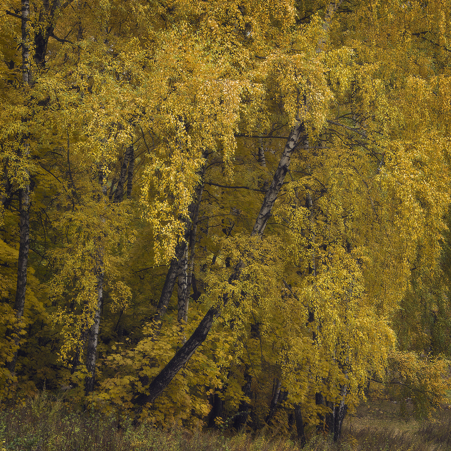 Пышное природы увяданье (Серия "Осень")