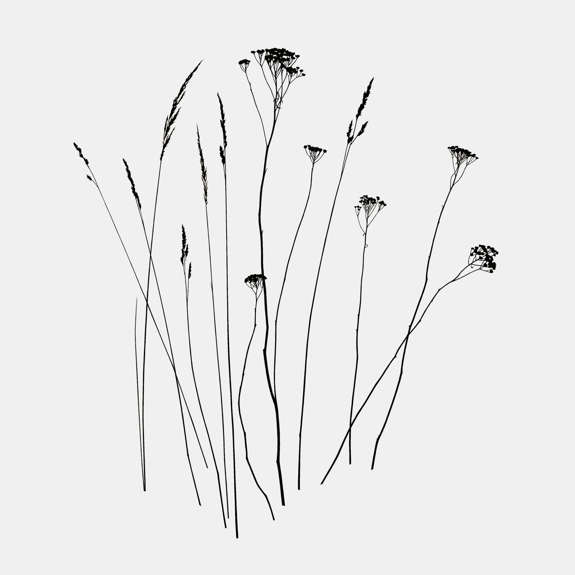 Из серии "Рисунки тушью"