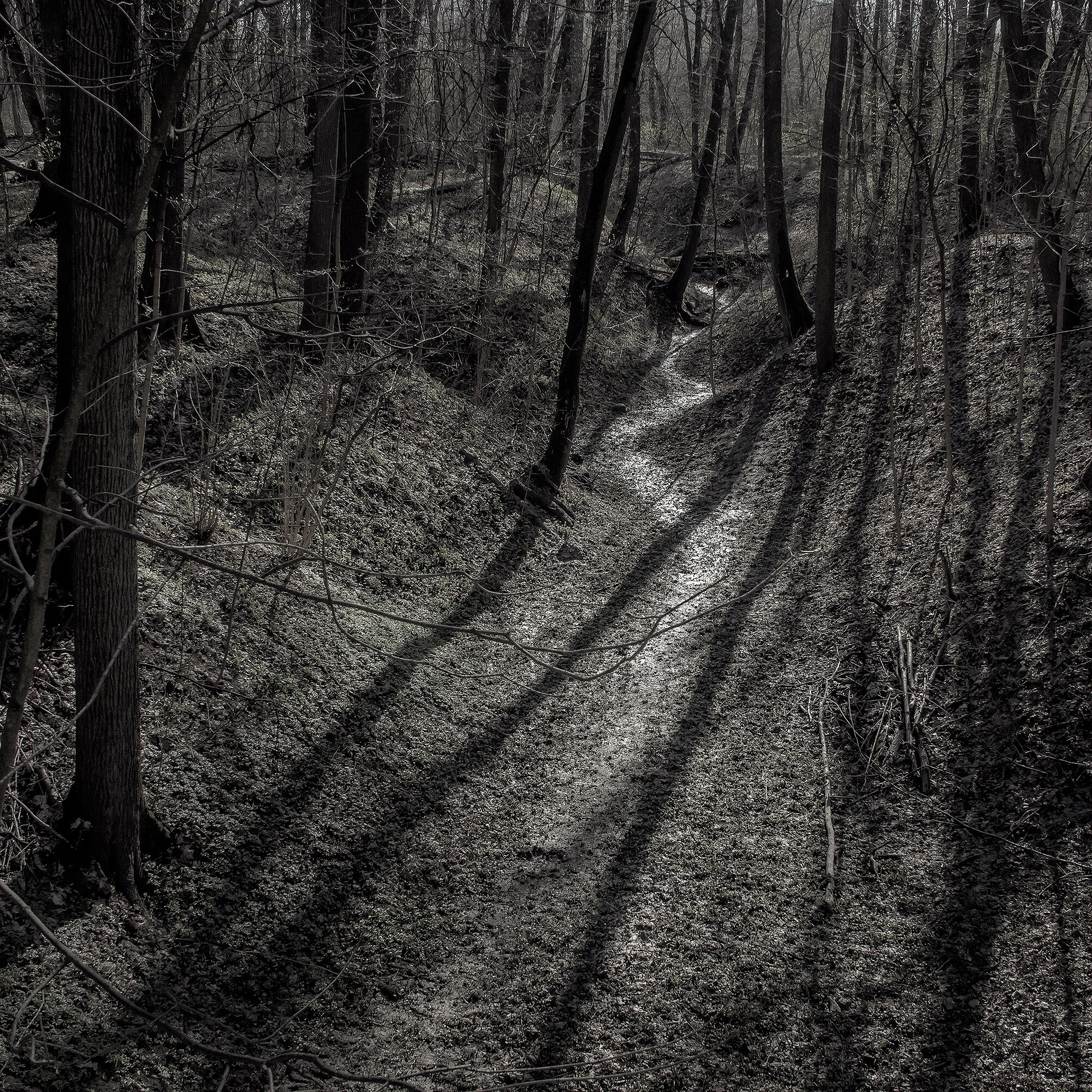 Овраг  Из серии "Чёрное и белое"