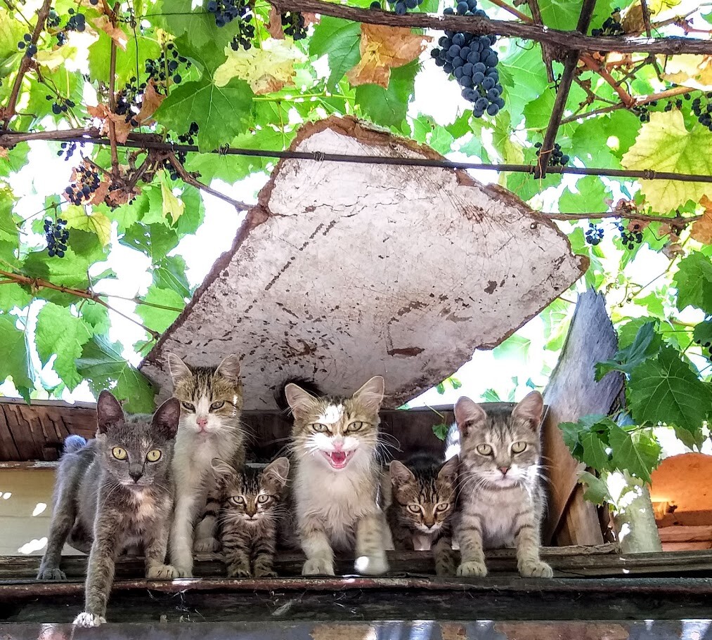 Гаражные коты. Семейный портрет.