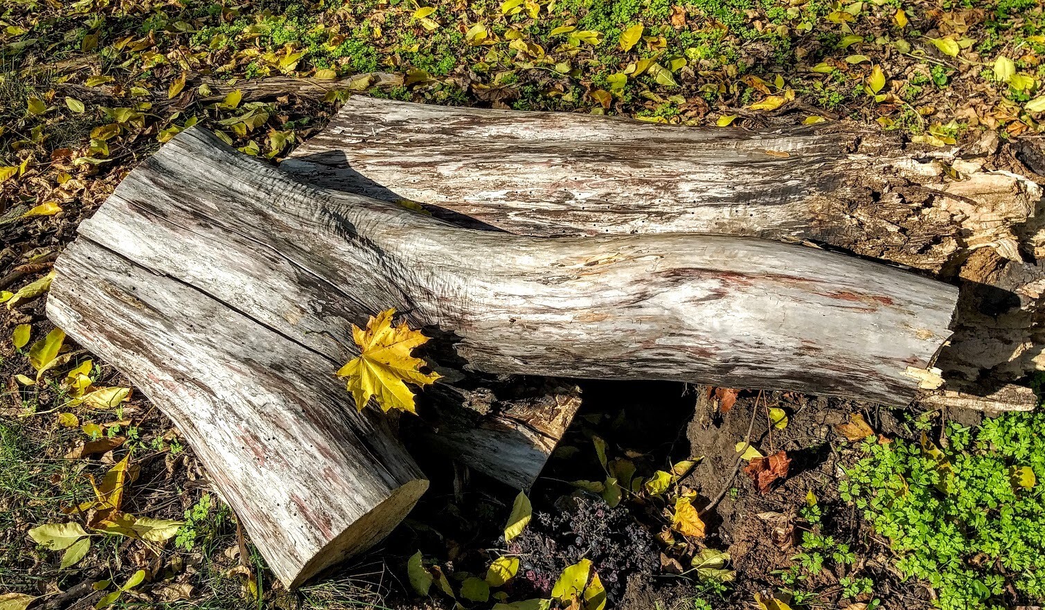 Осень, осень...