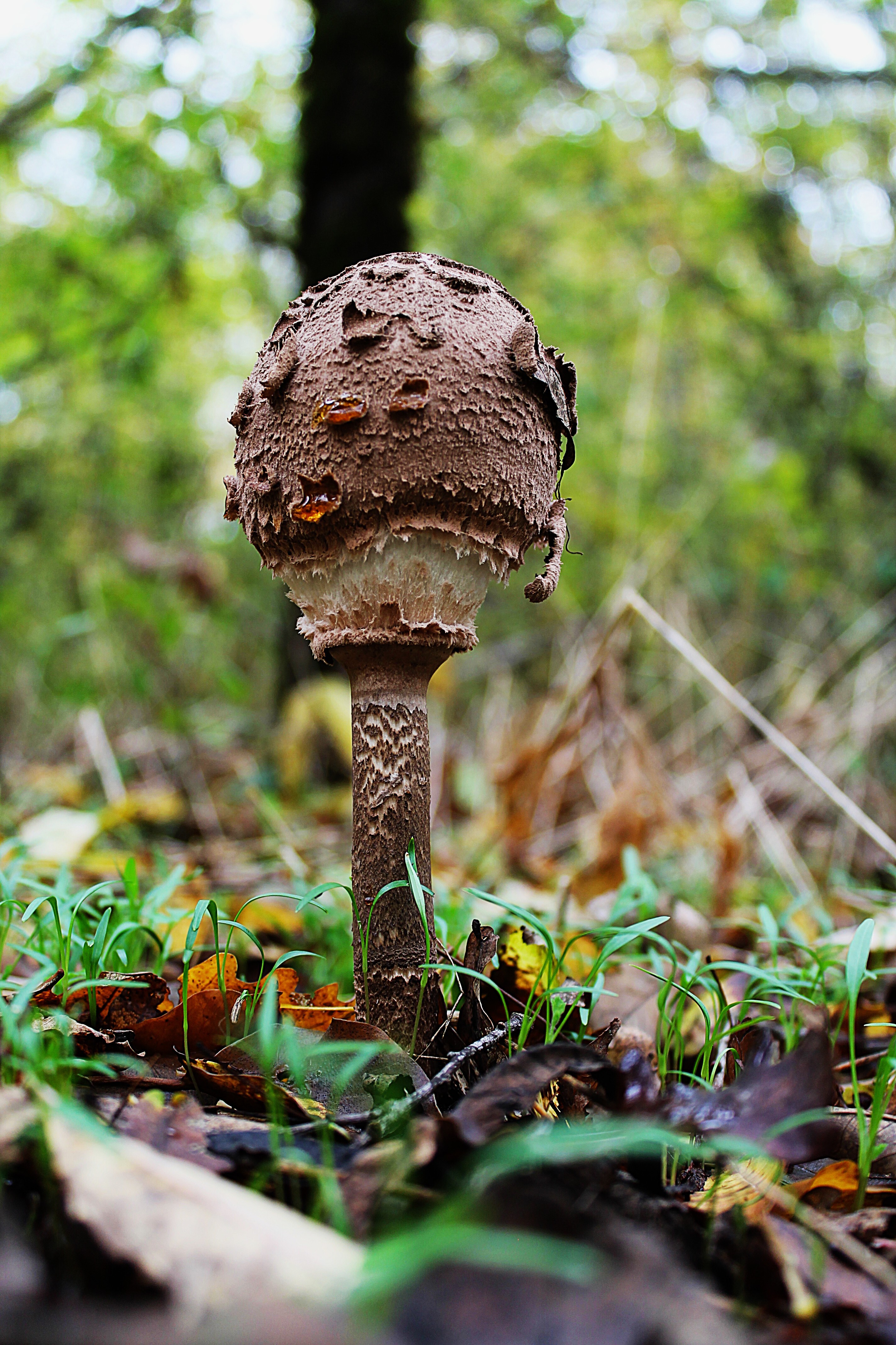 осень в лесу