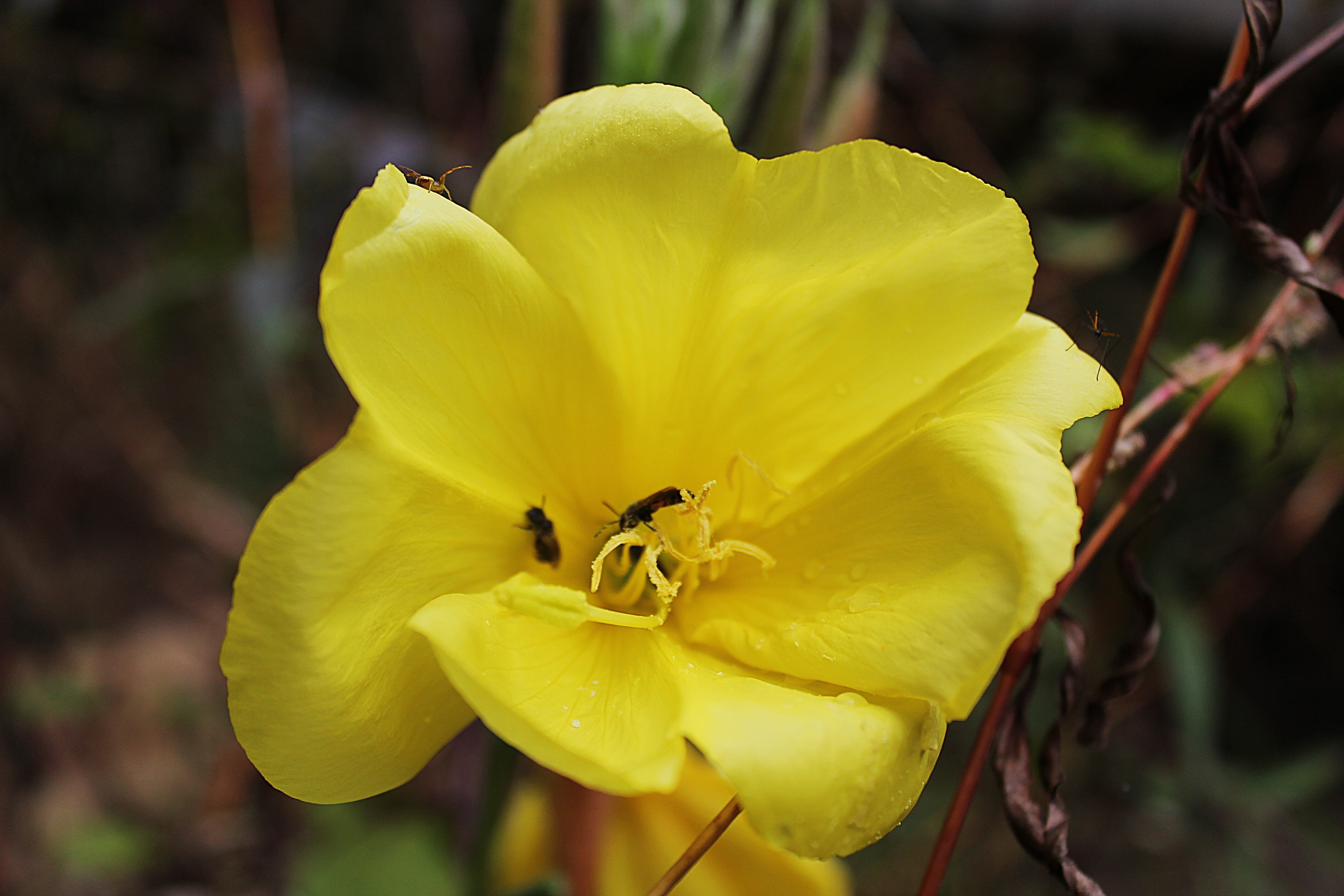 яркость жизни