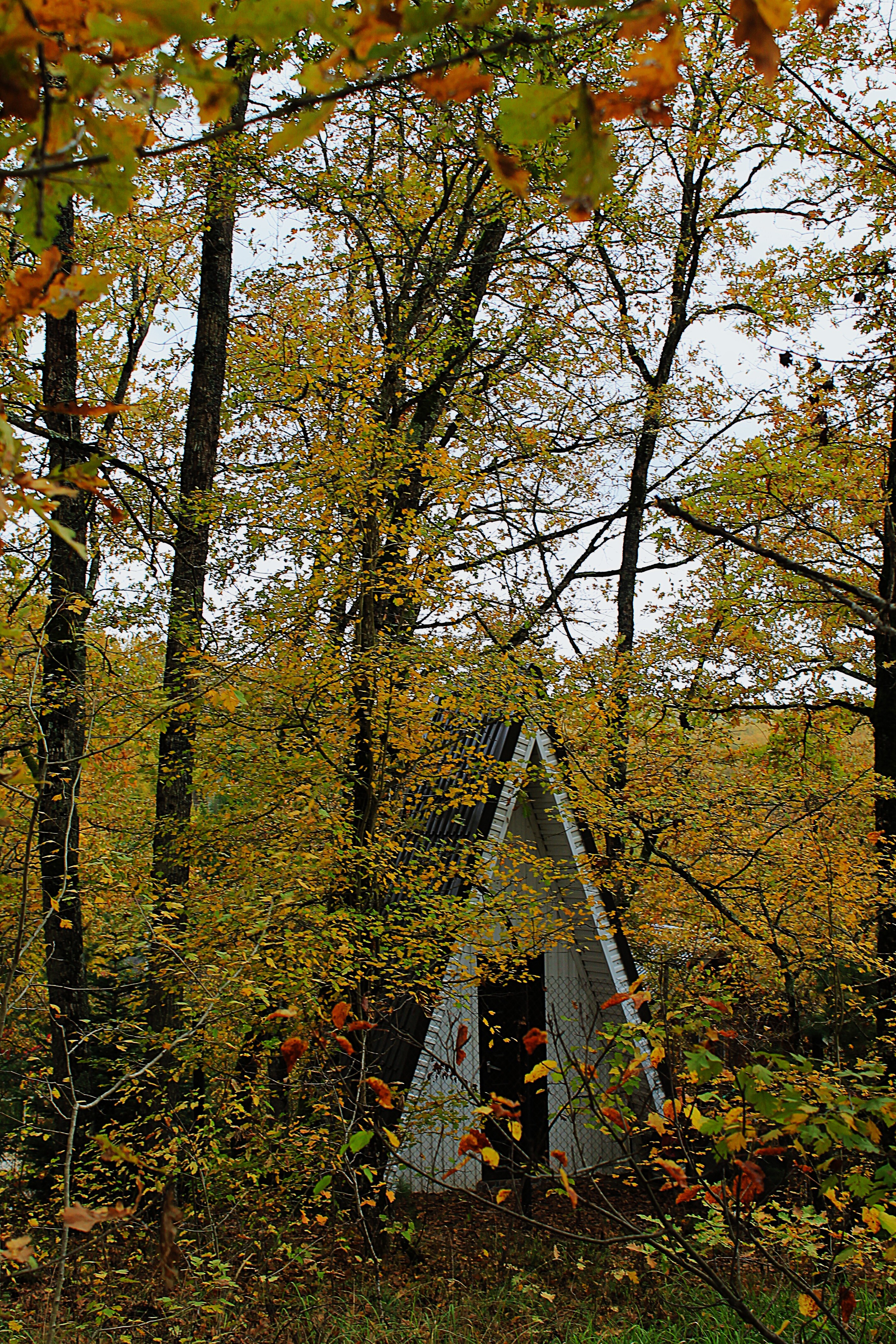 домик в лесу (2)