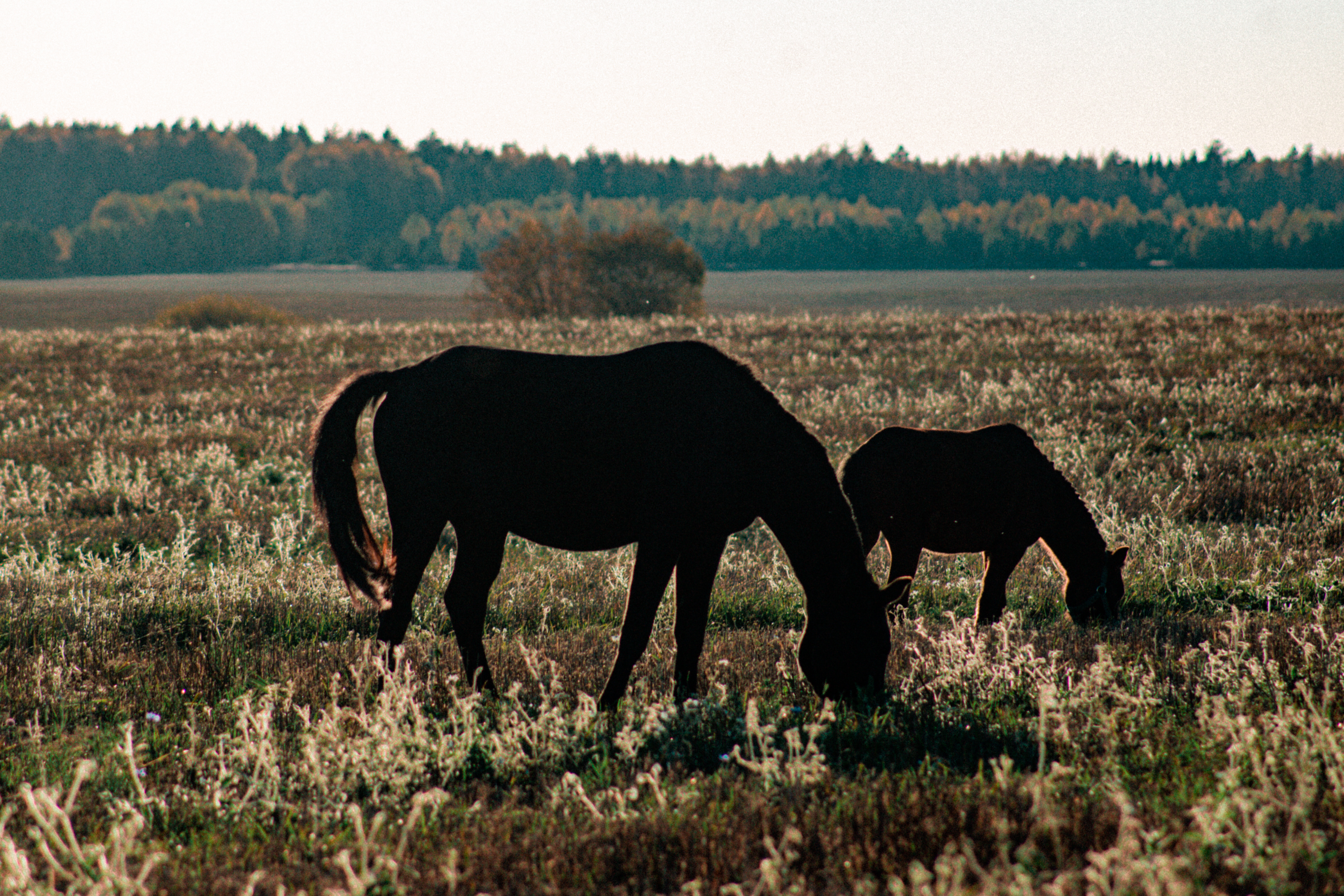 Лошади в поле.  2025г. Никита Петров  (2)