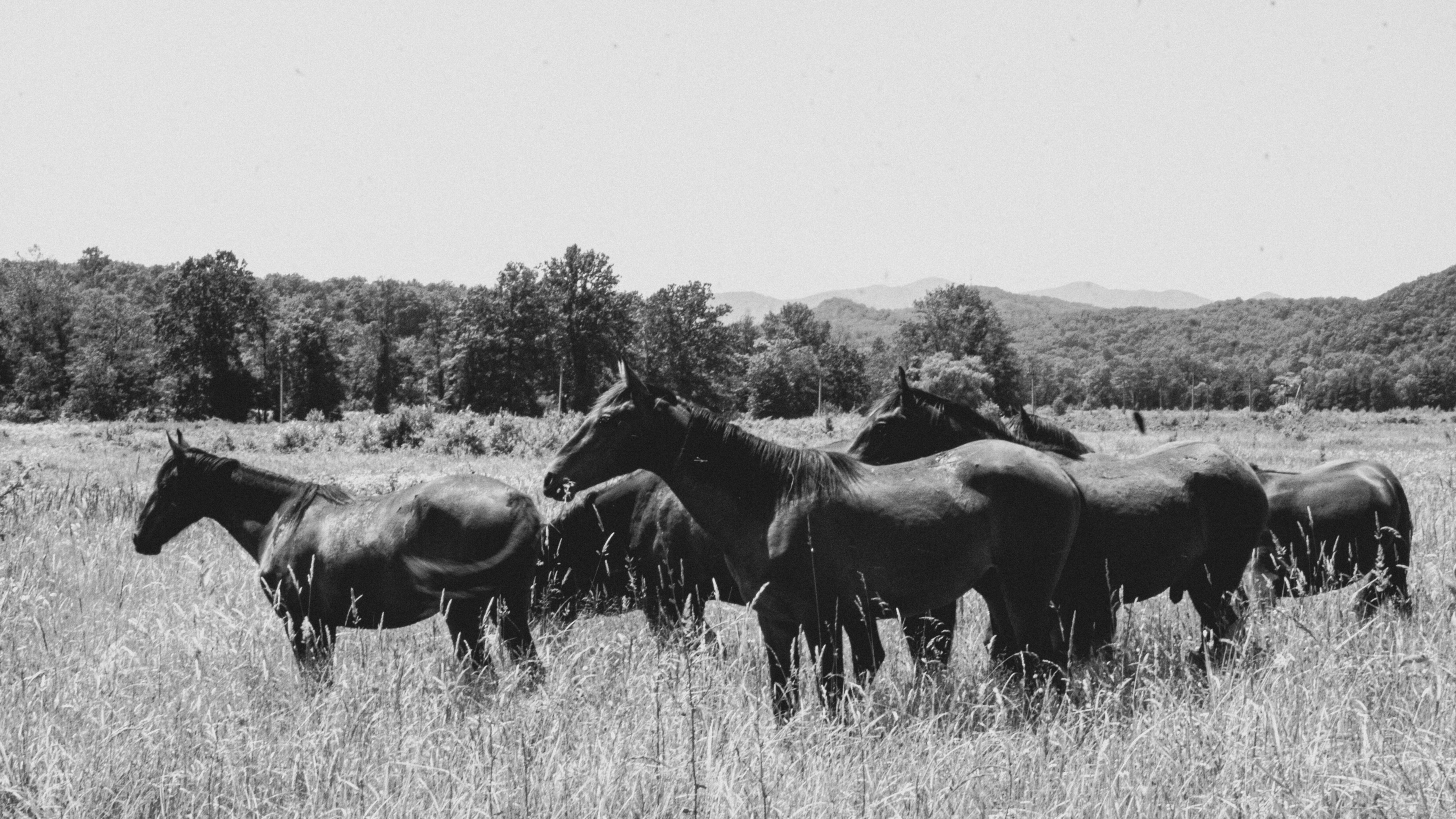 Лошади в поле.  2025г. Никита Петров  (1)