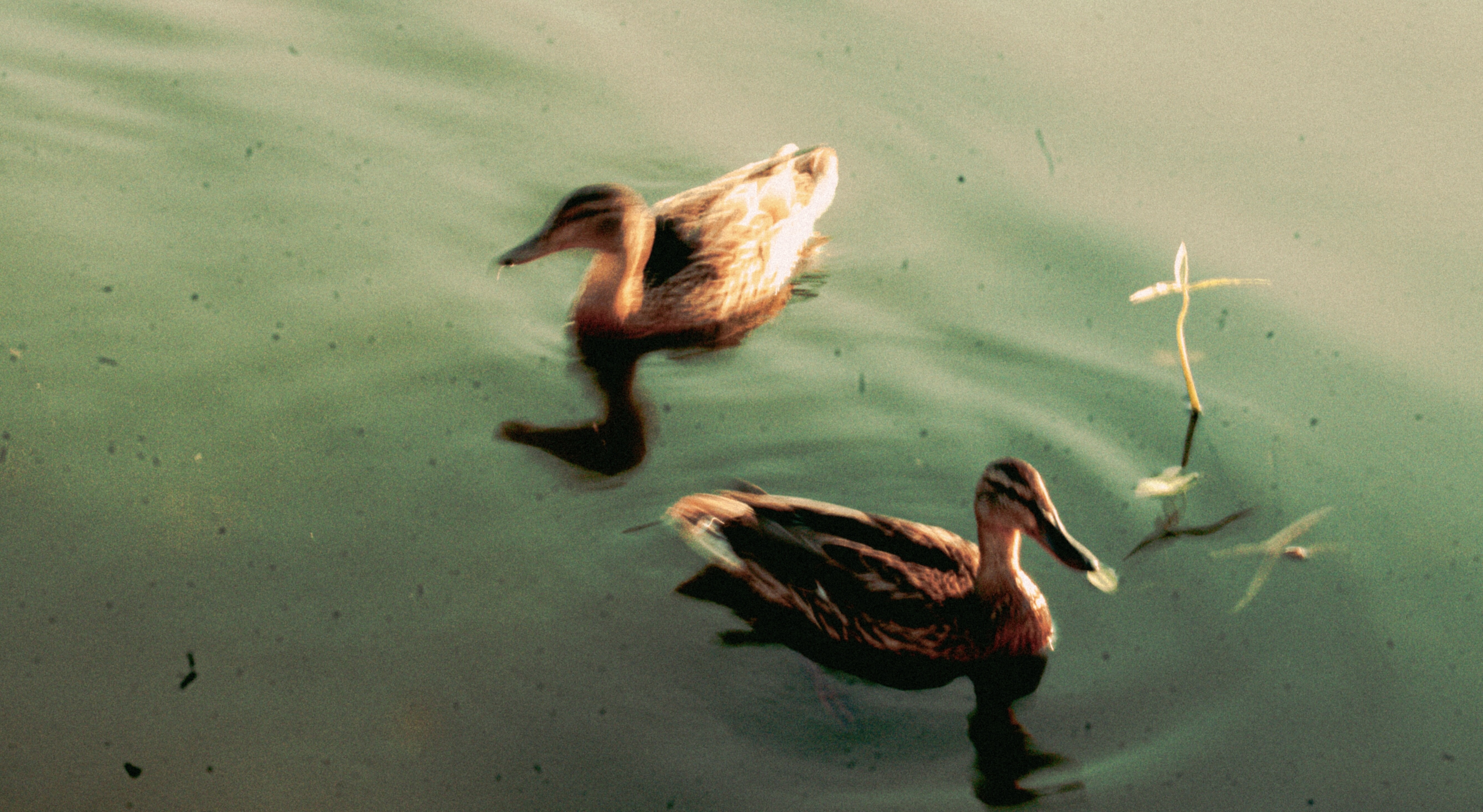 Уточки 2025г. Никита Петров