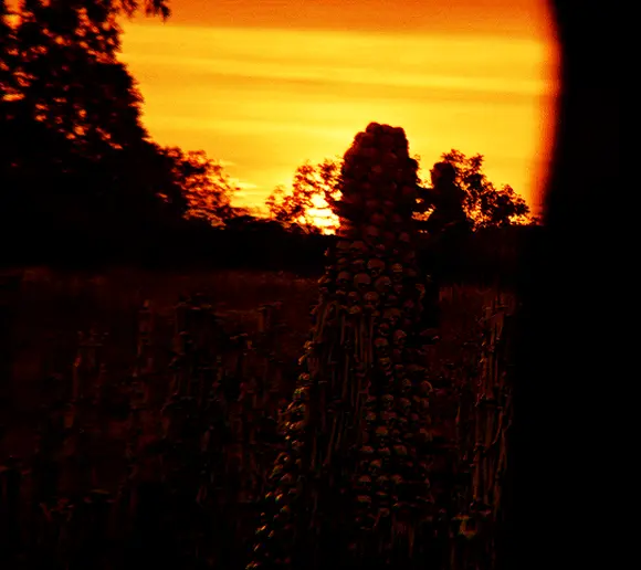 28 лет спустя (28 Years Later, 2025), режиссёр Дэнни Бойл (7) (2) — GIF