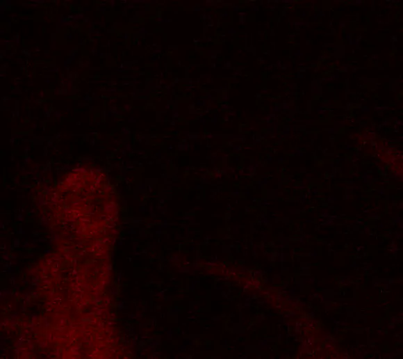 28 лет спустя (28 Years Later, 2025), режиссёр Дэнни Бойл (1) (2) — GIF