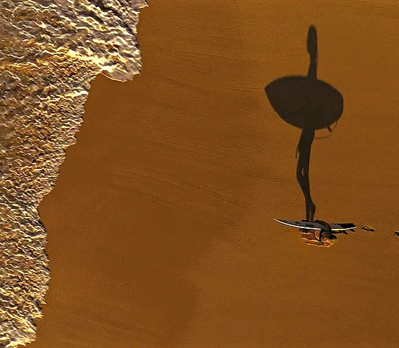 Хищные твари (Dangerous Animals, 2025), режиссёр Шон Бирн (1) — GIF