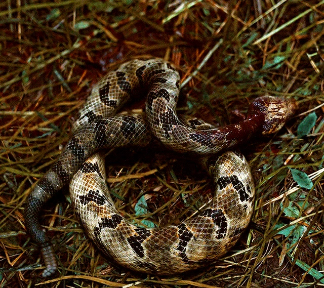 Грешники (Sinners, 2025), режиссёр Райан Куглер (1) — GIF