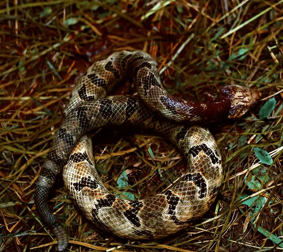 Грешники (Sinners, 2025), режиссёр Райан Куглер (1) — GIF