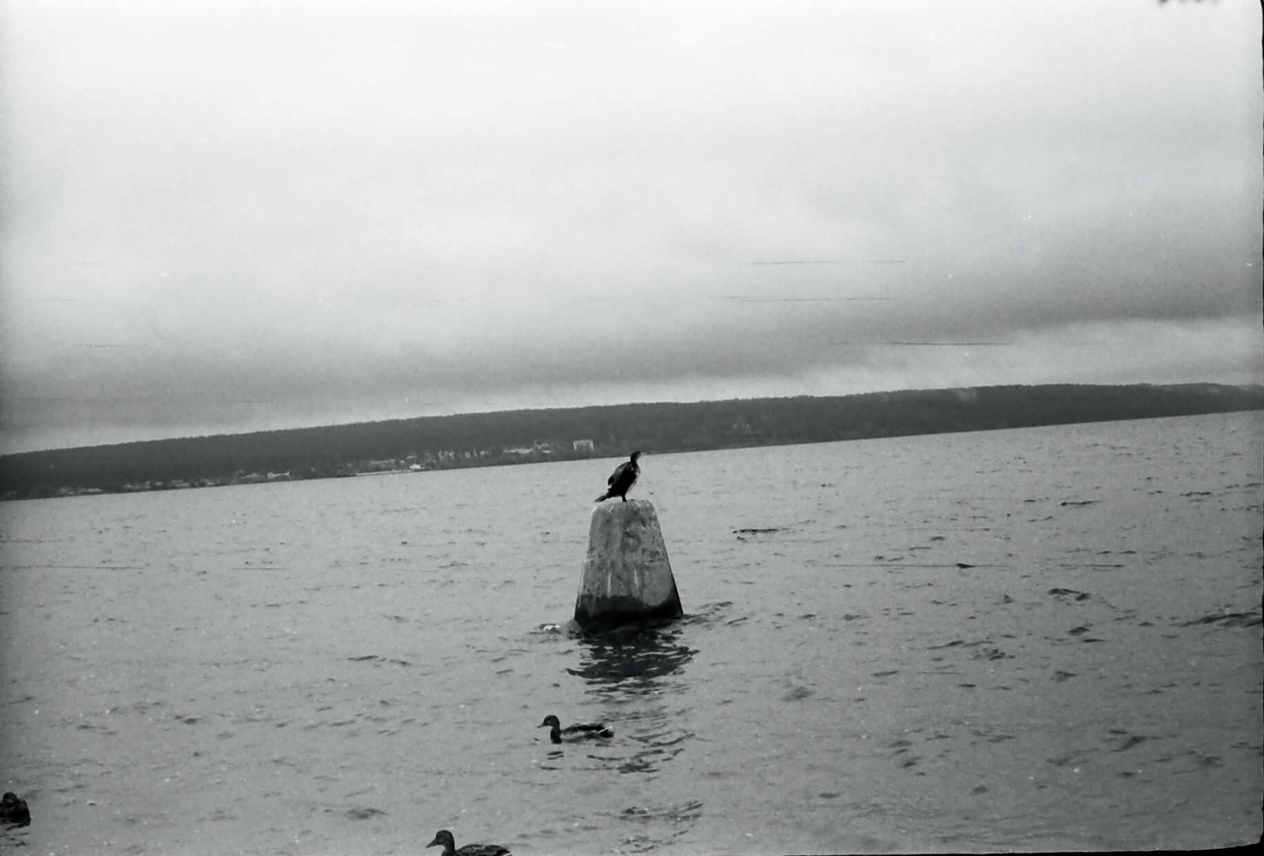 "A bird on a buoy". The Kama River