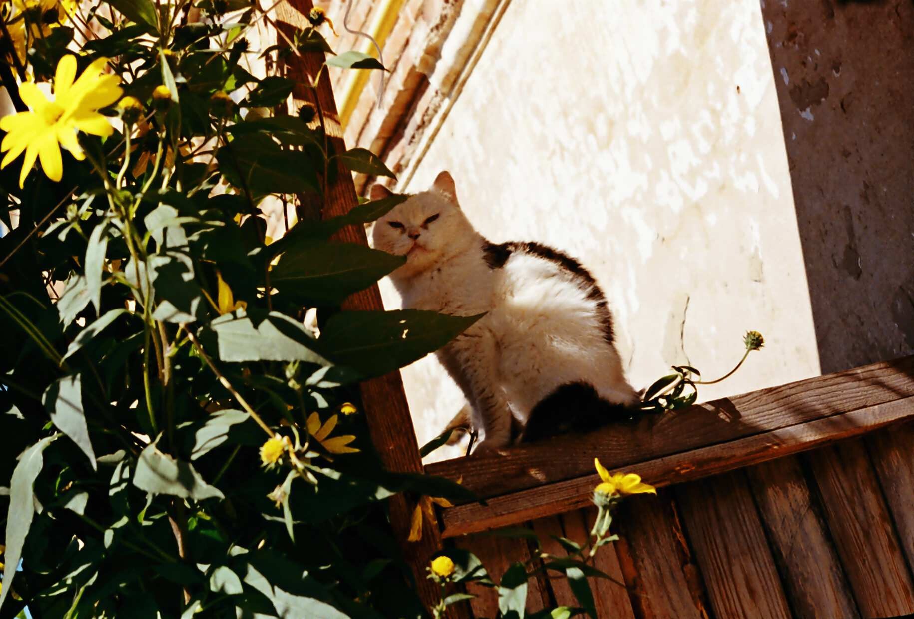 a wild cat on the porch of the old buildings near the temple
