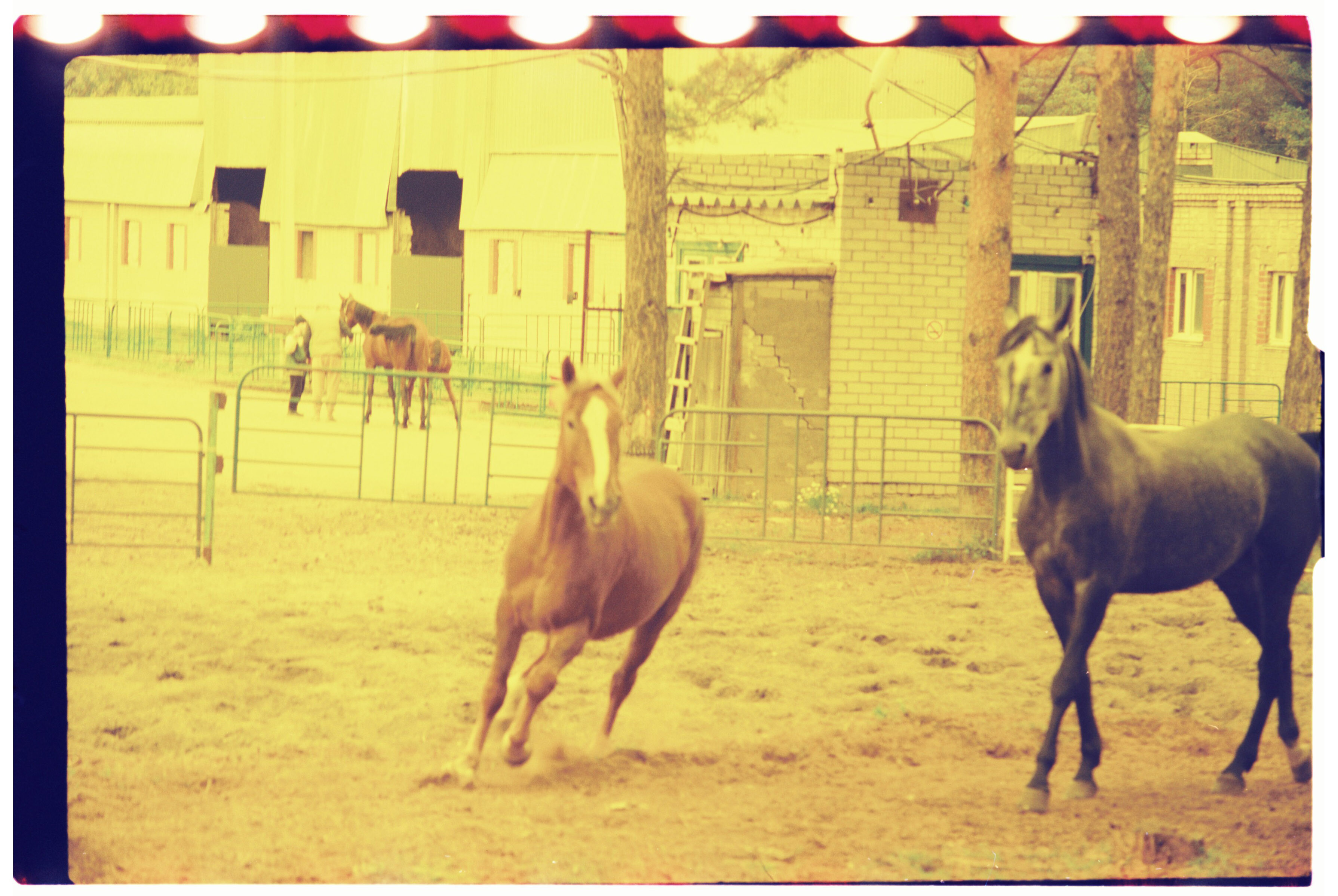 film. yellow filter. horses