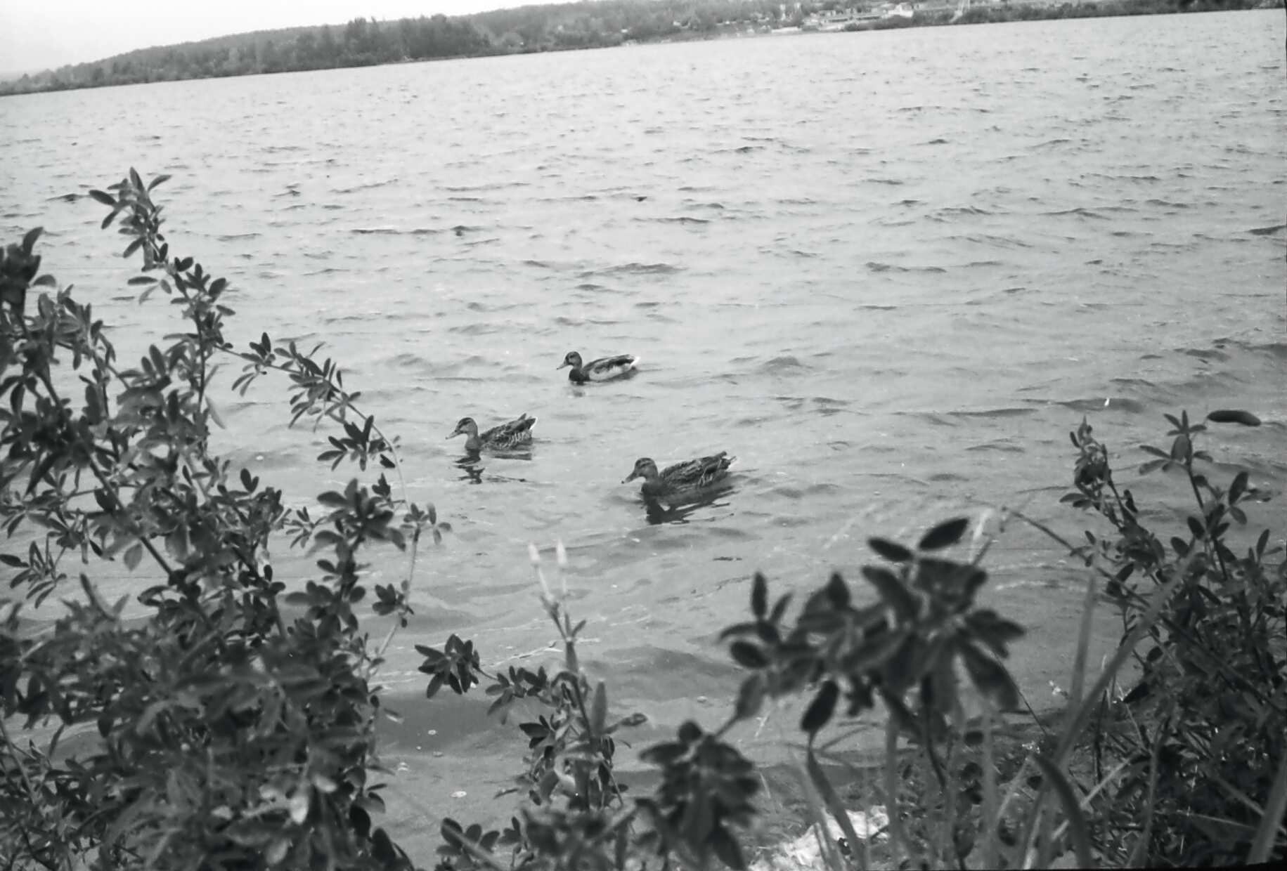 ducks swim in the bay, the black and white mood of the past summer