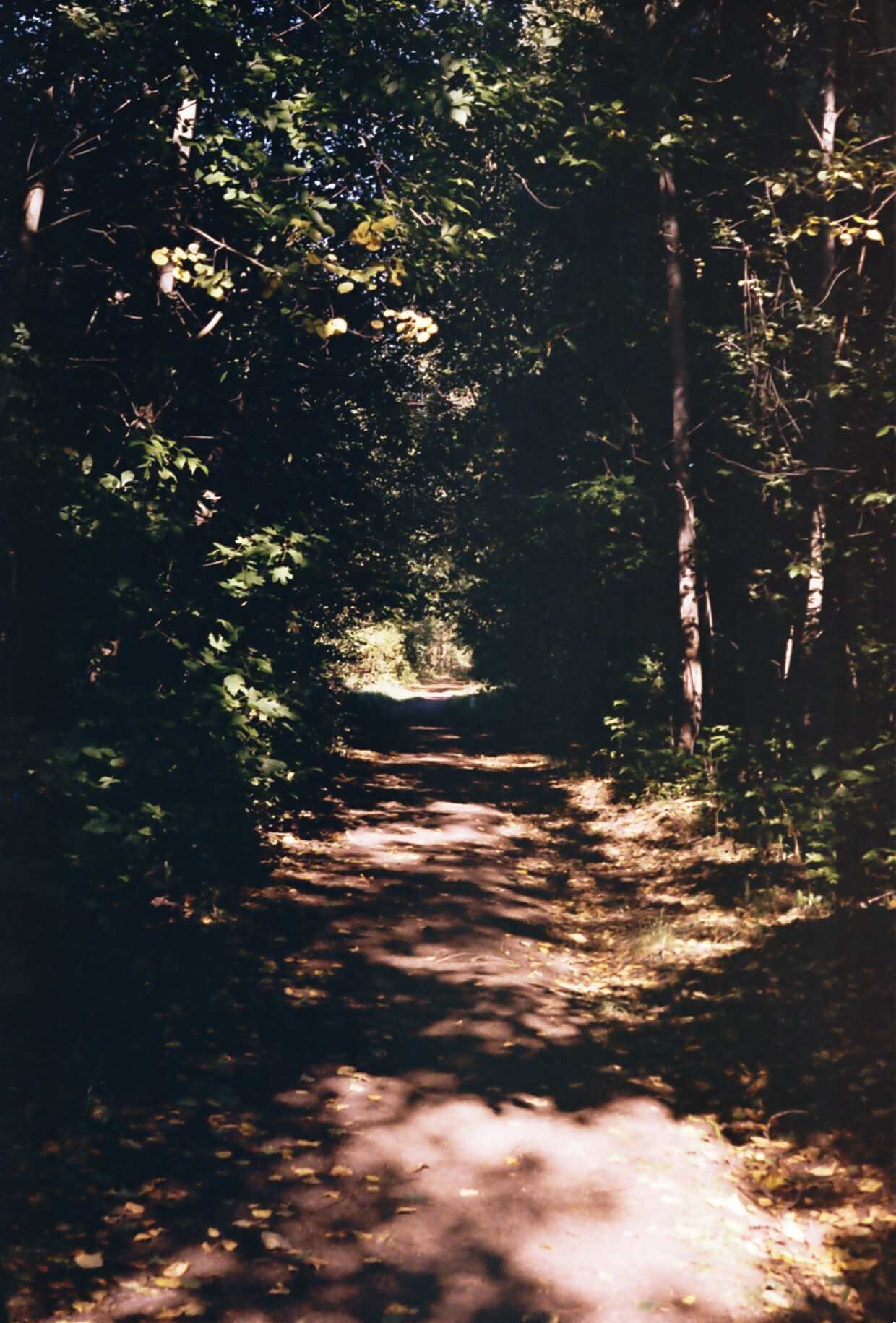 The path leading out of the summer...