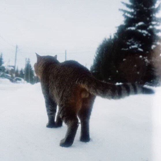 the passing year through the lens of a film camera