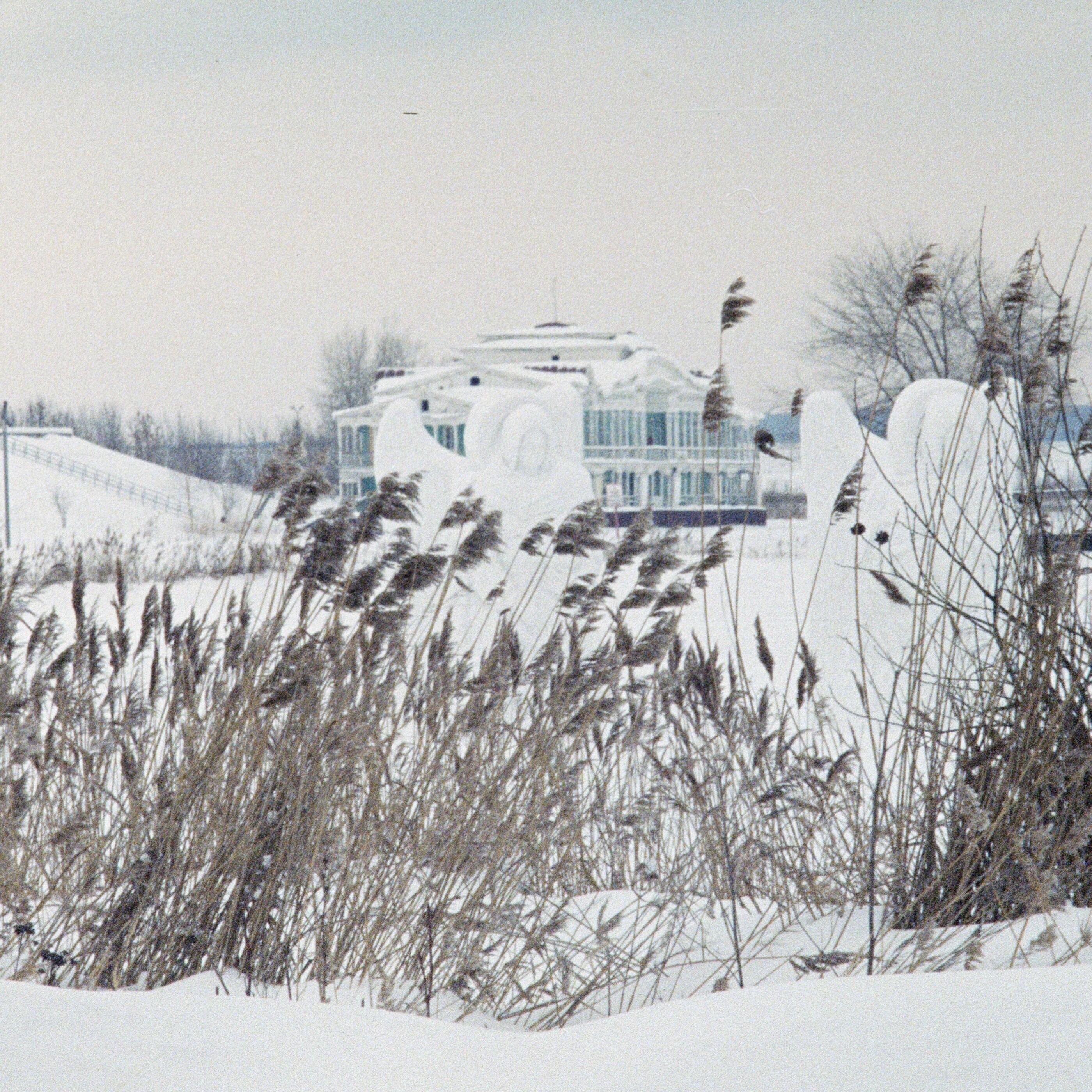 "angels in the reeds"
