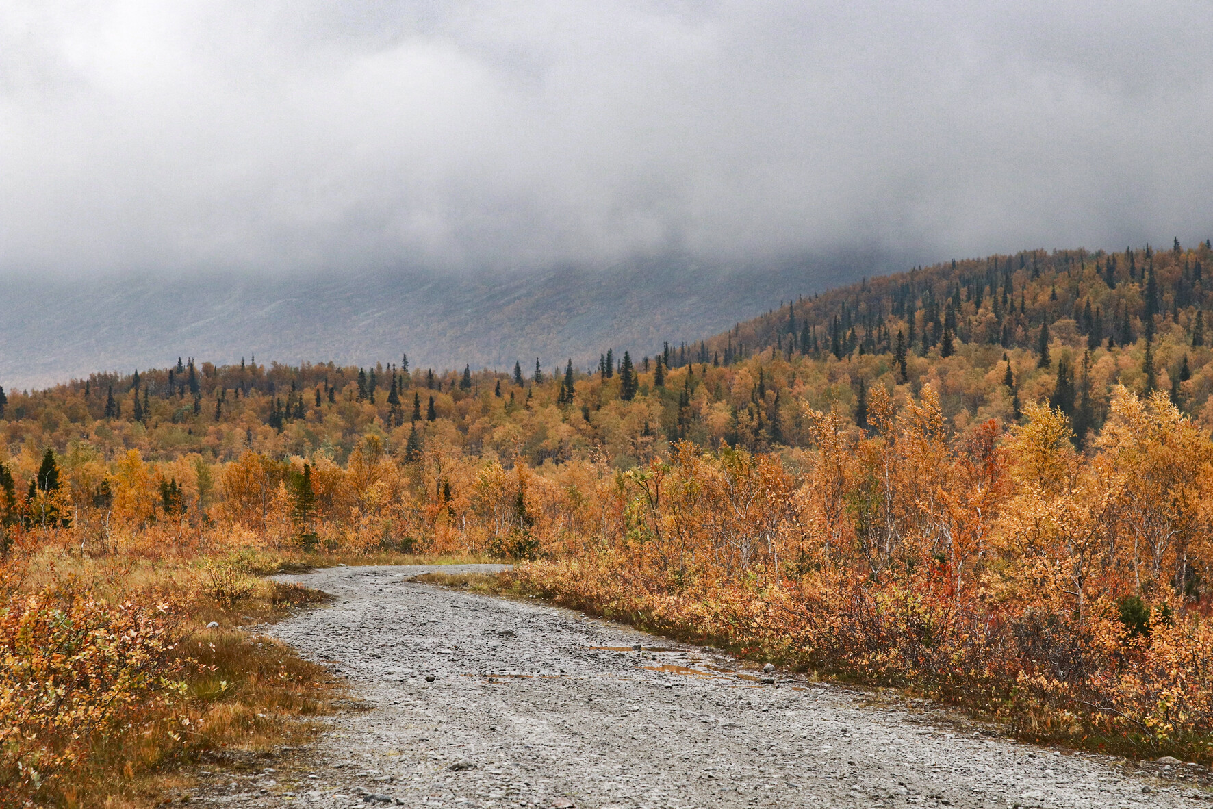 Хмурое утро в Хибинах. Осень в Заполярье особенно прекрасна: горные склоны загораются золотыми и бордовыми красками, воздух прозрачен и свеж, а...
