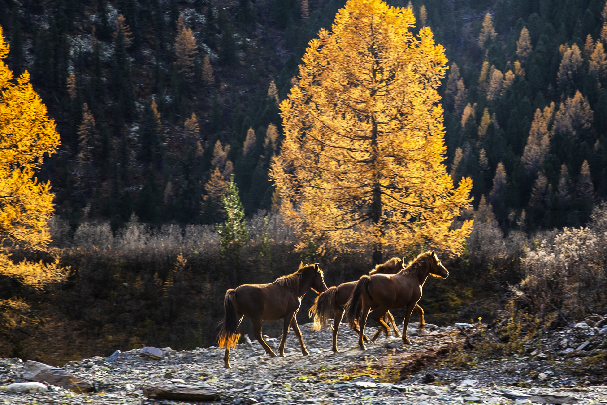 Золотая осень - это волшебное время, когда Алтай раскрывает свои самые чарующие краски. Вы сможете ощутить дикую первозданную силу уникальной...