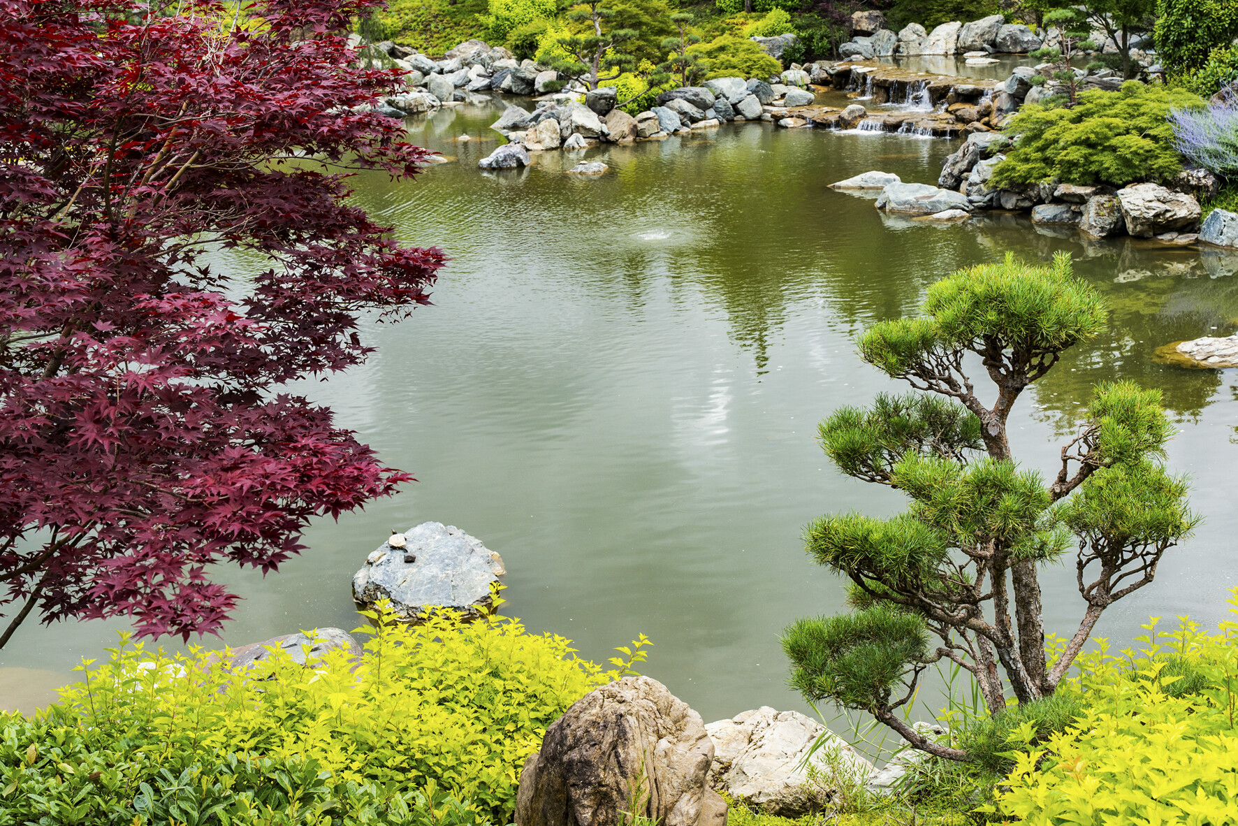 Большое озеро Оикэ в японском саду парка Галицкого в Краснодаре