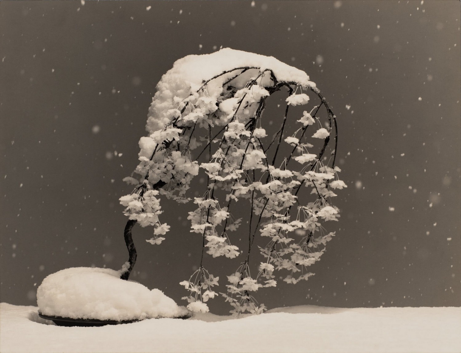 Бонсай в снегу. Масао Ямамото