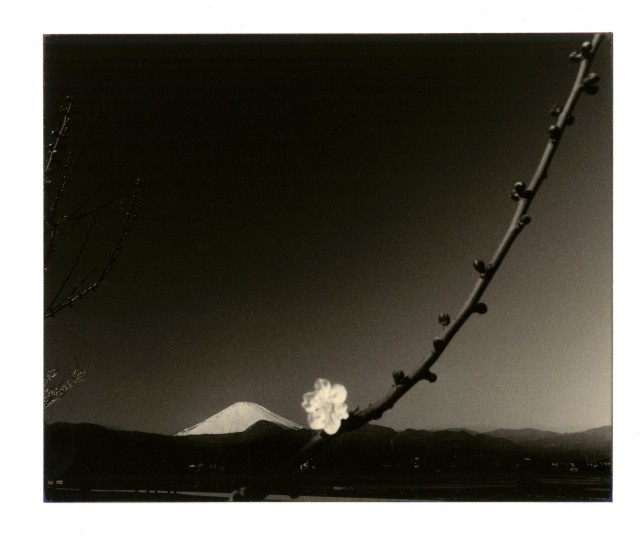 Гора и ветка. Масао Ямамото
