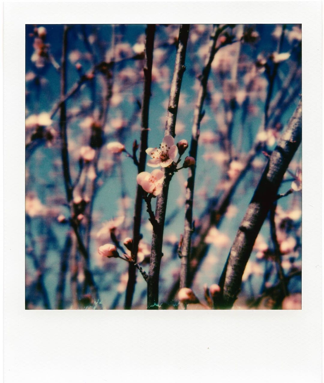 Весна, Луисвилл, Кентукки. Фотограф Джесси Уиздом