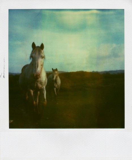 Сны о белых лошадях. Корнуолл, Англия. Фотограф Дэн Райан