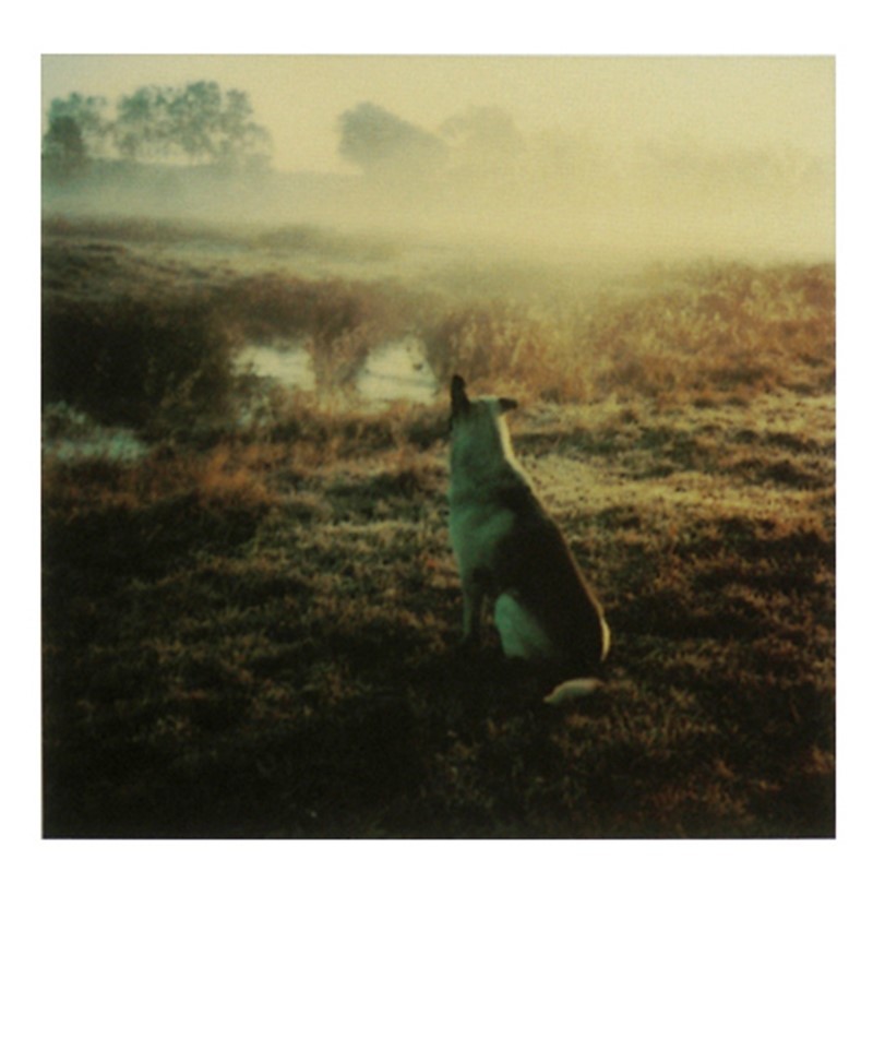 Пёс и туман. Фотограф Андрей Тарковский