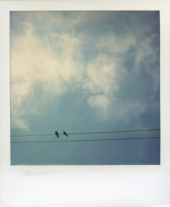 Две птицы. Фотограф Винсент Габриэль