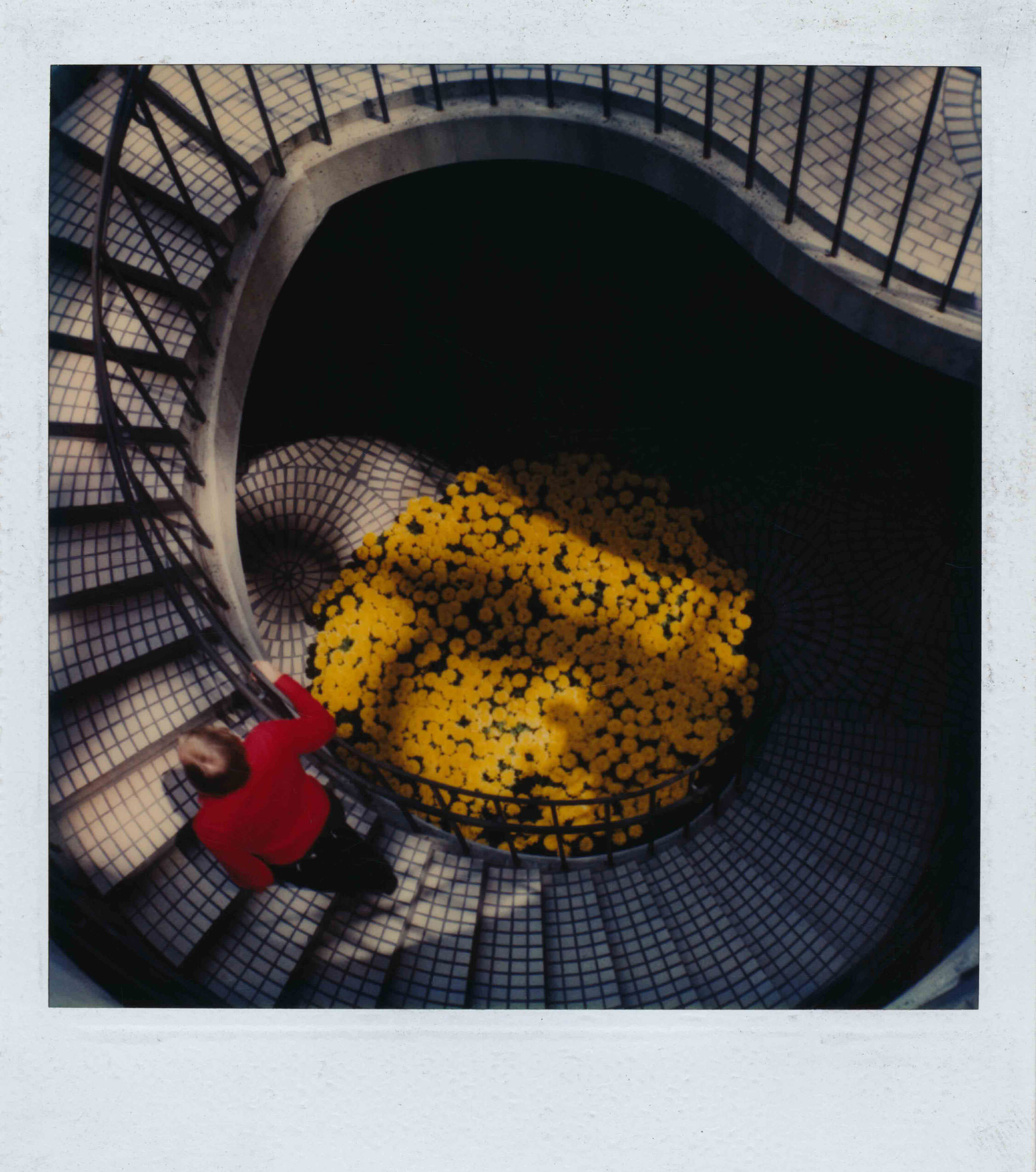 Жёлтая клумба. Фотограф Роберт Фарбер