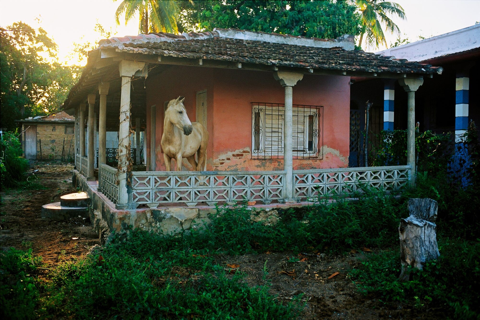 Рабочая лошадь на крыльце дома, Куба, 1998. Фотограф Дэвид Алан Харви