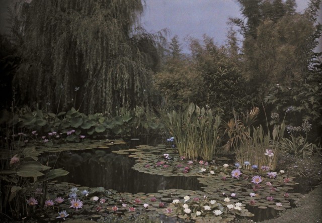 Садовый пруд с водяными лилиями, автохром. Фотограф Франклин Прайс Нотт