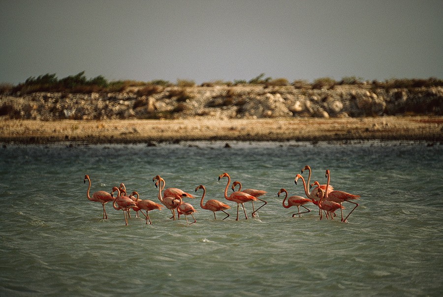 Фламинго, Нидерландские Антильские острова. Фотограф Фолькмар Курт Венцель