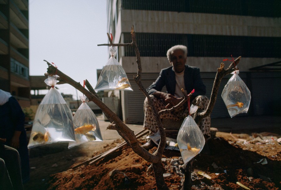 Торговля золотыми рыбками в Бейруте, Ливан, 1983. Фотограф У. Э. Гарретт