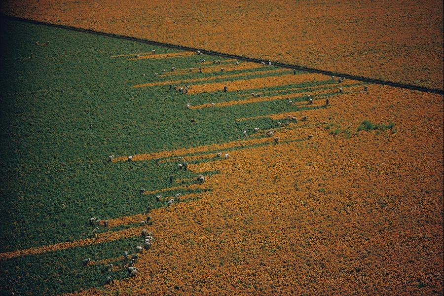 Поле из оранжевого становится зелёным после сборки цветков календулы. Лос-Мочис, Мексика, 1967. Фотограф У. Э. Гарретт