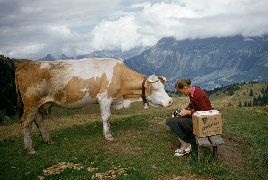 Любопытная корова и женщина с фотоаппаратом в Швейцарии, 1956. Фотографы Франк и Жан Шор