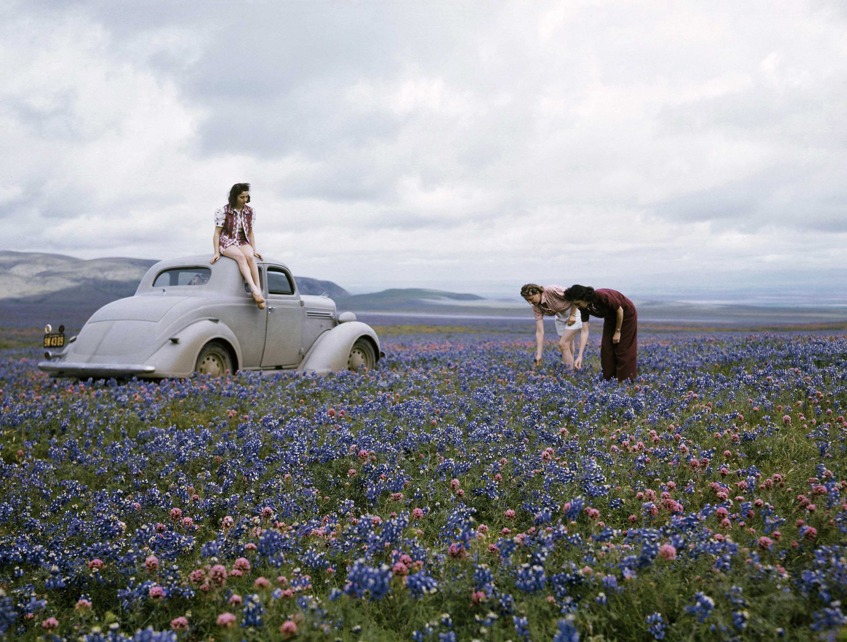 Цветы в поле вдоль Маршрута 99, калифорнийская долина Сан-Хоакин, 1940-е. Фотограф Б. Энтони Стюарт