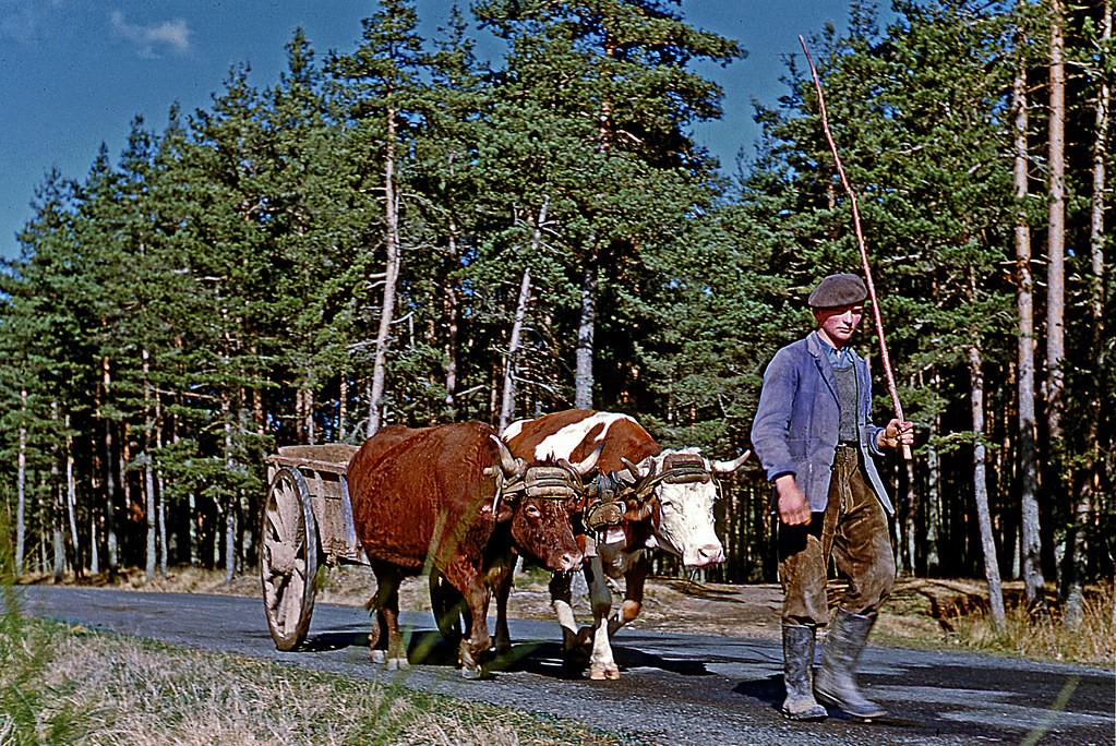 Фермер с быками, Верхняя Луара, Франция, 1955. Фотограф Жан-Поль Маргьяк