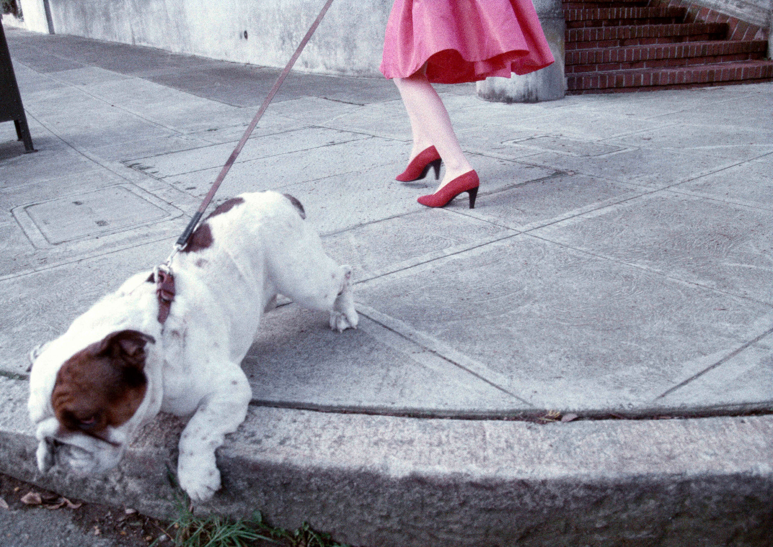 Бульдог и красные туфли, 1989. Фотограф Роберт Фарбер